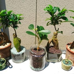 ガジュマルの根腐れ 君を地球に植えるまで ガジュマルの根腐れ 君を地球に植えるまで