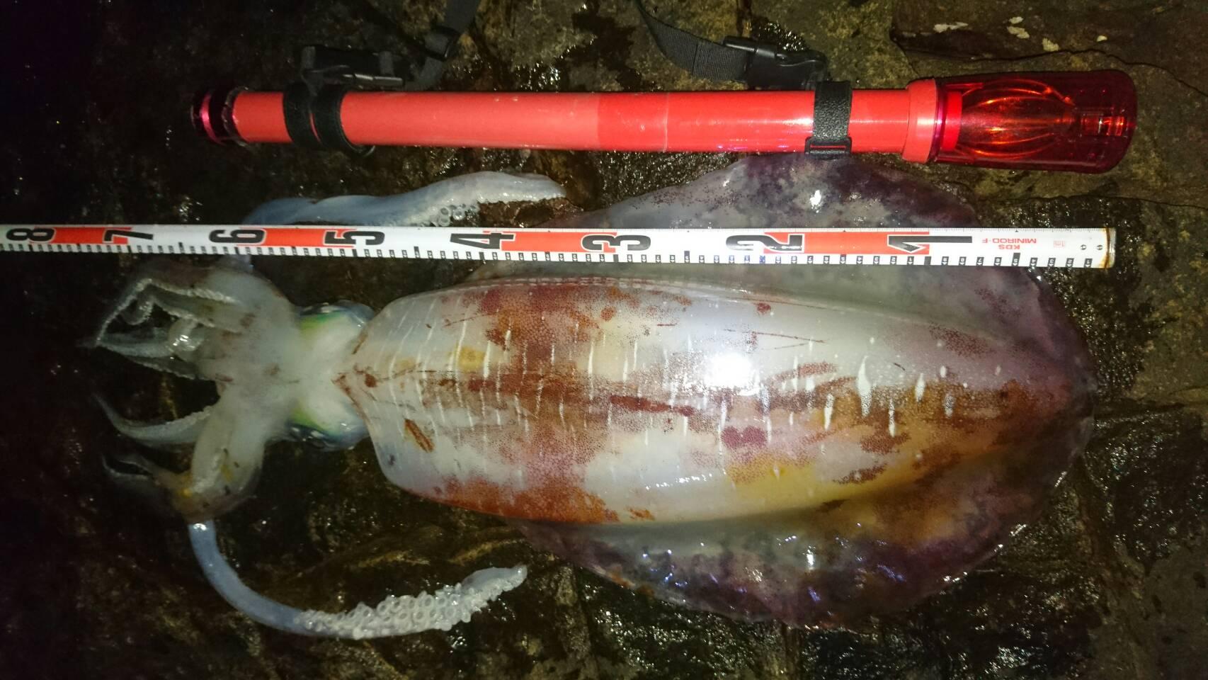 タマオ