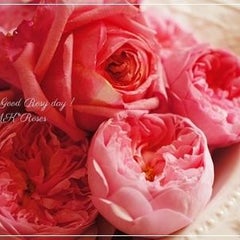 6月の薔薇のお手入れ Mk Roses