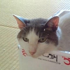 ハナのプロフィール