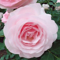 ☆ももたん☆のプロフィール
