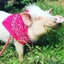 画像 ミニブタ豆金豚のユーザープロフィール画像