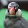 てばとしば　～文鳥の日記～