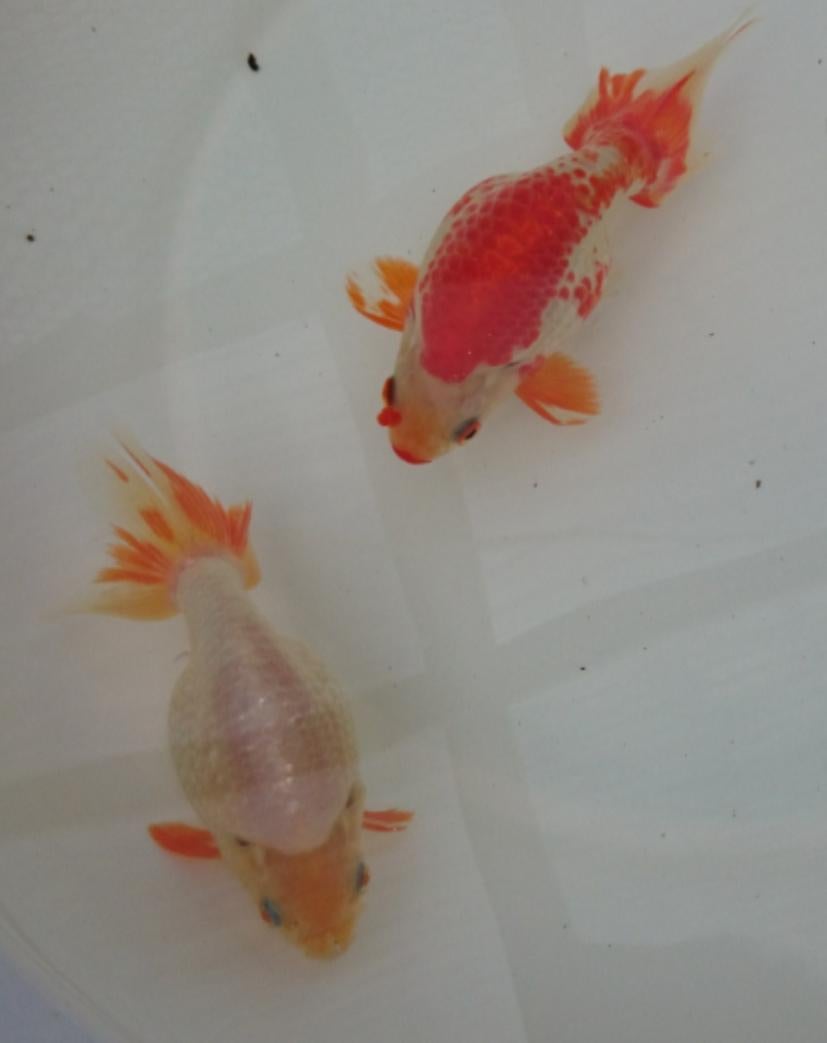 しこしこ