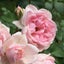 rose-garden6のサムネイル