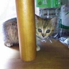 富山市千代田町の「まちねこ」ですのプロフィール