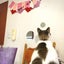 アトリエトネイル　みみのサムネイル