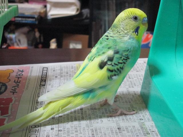 pipiさん