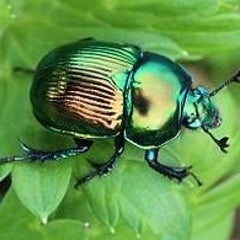くずもちとうふのプロフィール