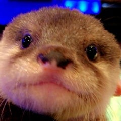 コツメカワウソのちぃたんのプロフィール