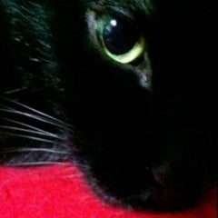 †黒い猫†のプロフィール
