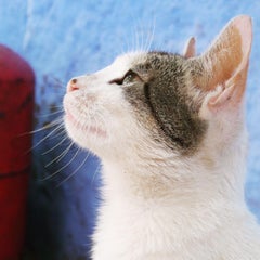 syobomiのプロフィール