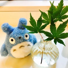 いつきのプロフィール