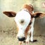 画像 子牛のアイドルソングYouTube日記のユーザープロフィール画像