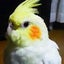 あられちゃん、または、しゅばるんままのサムネイル
