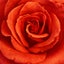 画像 薔薇色んな日々のユーザープロフィール画像