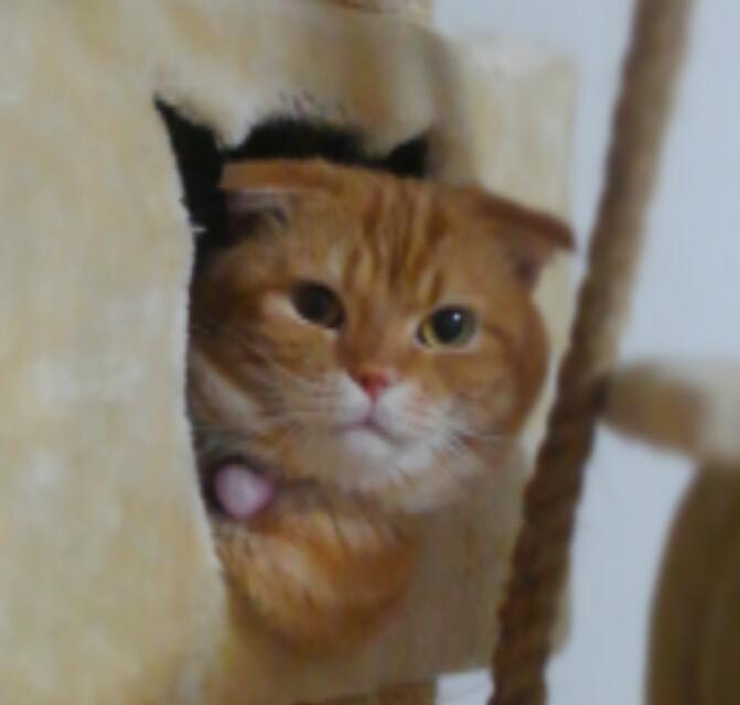 みーちゃん