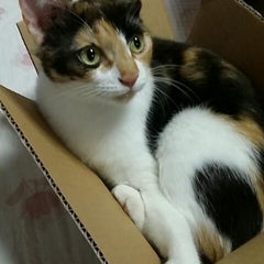 ねこミシンのプロフィール