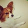 一日一服 [ハンドメイド犬服]