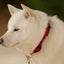 画像 ジャック＆北海道犬と歩む人生のユーザープロフィール画像