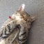 しまこのサムネイル