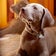 『ちゃちゃ☆モモ日記』　FAIRY WINGS Weimaraners