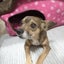 画像 愛犬との暮らし美容大好き日記♡のユーザープロフィール画像