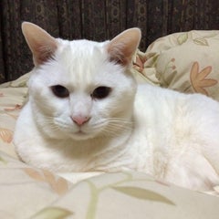 江口 理子のプロフィール