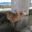 もものサムネイル