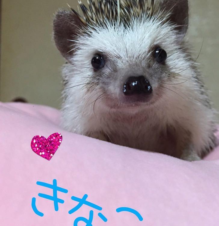 1月10日 18時50分 ハリネズミのきなこ