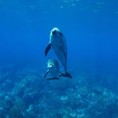 御蔵島 民宿鉄砲場スタッフのイルカブログ