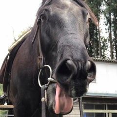 Gocoo horse villageのプロフィール