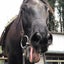 Gocoo horse villageのサムネイル