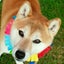 画像 柴犬ギンタ：時々孫のユーザープロフィール画像