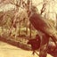 画像 エキゾチックアニマル　鷹の庵　@猛禽類を飛ばすのが大好きのユーザープロフィール画像
