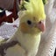 ランのサムネイル