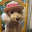 画像 愛犬yuzuと手作り洋服屋さんを辞めちゃったyuzuママの日々★のユーザープロフィール画像