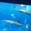 souyousのサムネイル