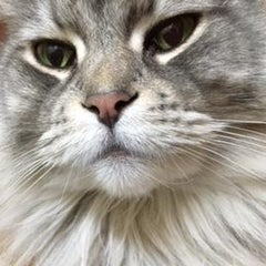 キャットクリニック　～犬も診ます～のプロフィール