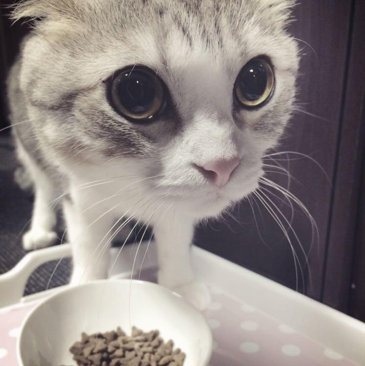 猫かぶり