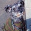 あずきのサムネイル