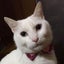 ねこまみれのサムネイル
