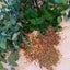 画像 群馬県伊勢崎市のリンパセラピー&フィトセラピー(植物療法)サロン  Plumeria～プルメリア～のユーザープロフィール画像