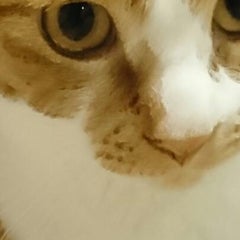 kina3231のプロフィール