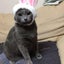 画像 ピアノと猫とかなみ先生のブログのユーザープロフィール画像