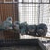 インコ屋さんの小鳥たち