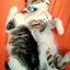 画像 こんぺいとう　～猫と笑いヨガのブログ～のユーザープロフィール画像