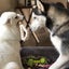 画像 ばいりんガウッ☆メキシコ☆ハスキー犬ドリーとアメリカンエスキモー犬モッキーと私の日常のユーザープロフィール画像