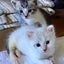 みるくの会のサムネイル