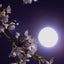 画像 桜舞う月夜に祈りをのユーザープロフィール画像